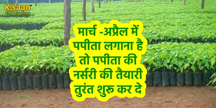 मार्च-अप्रैल में पपीता लगाना है तो पपीता की नर्सरी की तैयारी तुरंत शुरू कर दे